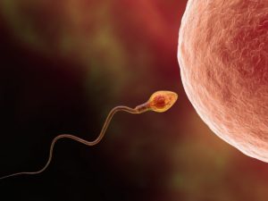Esami fertilità maschile